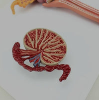 modelo del sistema reproductor masculino 3 piezas