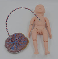 Modelo bebe recien nacido con cordon umbilical con placenta neonatal