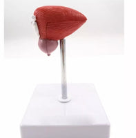 Vejiga urinaria humana próstata urologia