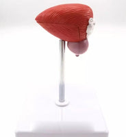 Vejiga urinaria humana próstata urologia