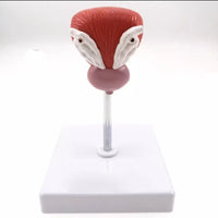 Vejiga urinaria humana próstata urologia