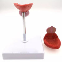 Vejiga urinaria humana próstata urologia