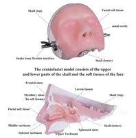 Simulador Neurocirugia endoscopia nasal craneo y cerebro - HD Video avanzado