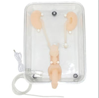 Simulador laparoscopia urologia flexible urologia urologo
