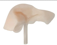 Simulador de puncion / inyeccion hígado ptcd ultrasonido