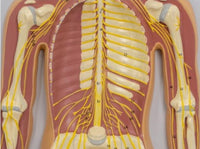 Modelo del Sistema nervioso central Cerebral. 90cms