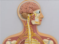 Modelo del Sistema nervioso central Cerebral. 90cms
