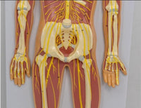 Modelo del Sistema nervioso central Cerebral. 90cms