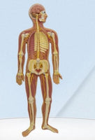 Modelo del Sistema nervioso central Cerebral. 90cms