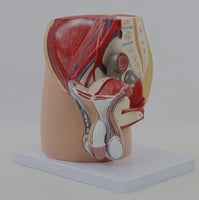 Modelo masculino sección sagital pelvis genital masculina organos sexuales masculinos