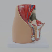 Modelo masculino sección sagital pelvis genital masculina organos sexuales masculinos