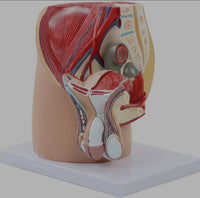 Modelo masculino sección sagital pelvis genital masculina organos sexuales masculinos