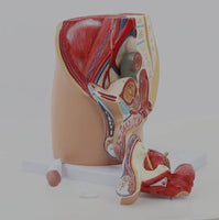 Modelo masculino sección sagital pelvis genital masculina organos sexuales masculinos