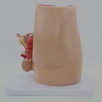 Modelo masculino sección sagital pelvis genital masculina organos sexuales masculinos