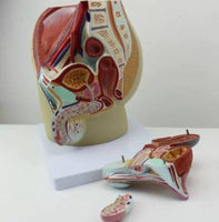 Modelo masculino sección sagital pelvis genital masculina organos sexuales masculinos