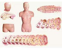 Torso humano seccionado horizontal desmontable masculino o femenino sagital 24 Capas