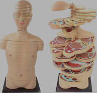 Torso humano seccionado horizontal desmontable masculino o femenino sagital 24 Capas