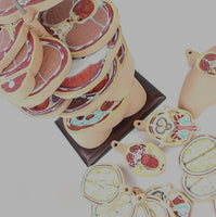 Torso humano seccionado horizontal desmontable masculino o femenino sagital 24 Capas