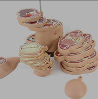 Torso humano seccionado horizontal desmontable masculino o femenino sagital 24 Capas