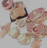 Torso humano seccionado horizontal desmontable masculino o femenino sagital 24 Capas