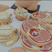 Torso humano seccionado horizontal desmontable masculino o femenino sagital 24 Capas