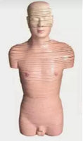Torso humano seccionado horizontal desmontable masculino o femenino sagital 24 Capas