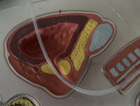 Modelo de anatomia de genitales masculinos - Pene transparente