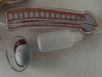 Modelo de anatomia de genitales masculinos - Pene transparente