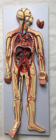 Modelo Anatómico De Sistema Circulatorio Vascular Humano