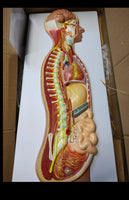 Modelo del Sistema nervioso autonomo