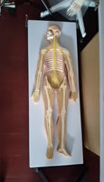 Modelo anatómico del sistema nervioso central y periferico del cuerpo humano