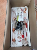 Modelos de Esqueleto Humano de 85cm