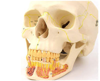 Craneo de Anatomia mandibular con vasos sanguineos y nervios dientes