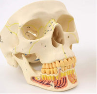 Craneo de Anatomia mandibular con vasos sanguineos y nervios dientes