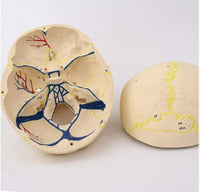 Craneo de Anatomia mandibular con vasos sanguineos y nervios dientes