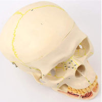 Craneo de Anatomia mandibular con vasos sanguineos y nervios dientes