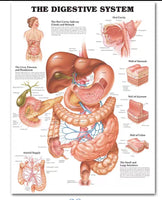 Póster Anatomía Humana P1
