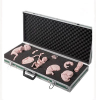 Desarrollo de feto gestacion fetal del embrion