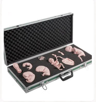 Desarrollo de feto gestacion fetal del embrion