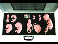 Desarrollo de feto gestacion fetal del embrion