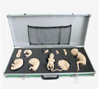 Desarrollo de feto gestacion fetal del embrion