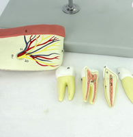 Modelo Anatomico de Mandibula Maxilar inferior