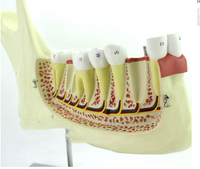 Modelo Anatomico de Mandibula Maxilar inferior