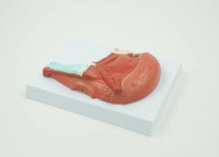 Modelo de anatoma de la Lengua Humana