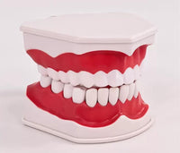 Modelo de demostración dental de dientes magnificada