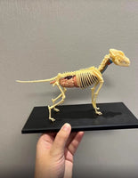 Modelo Anatomico 4D perro