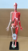 Modelo Anatomico Esqueleto muscular 60cm