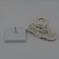 Modelo anatomico hueso occipital desmontable