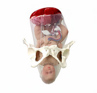 Anatomía de la Pelvis con cordón Umbilical del feto y placenta