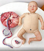 Anatomía de la Pelvis con cordón Umbilical del feto y placenta